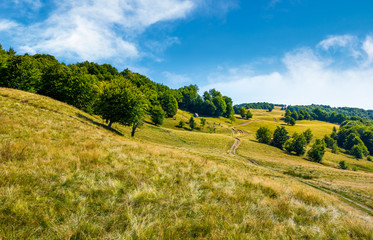 Fototapeta na wymiar path up the forested hill. beautiful summer landscape in mountains