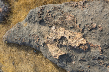 Photo of dinosaur fossils captured Balasinor fossil park, Gujarat,India.