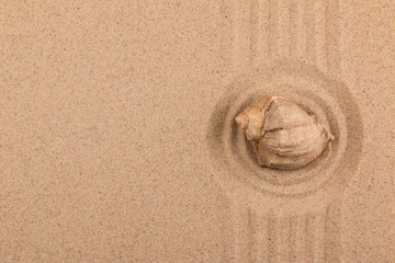 Fototapeta na wymiar Sea shell in the center of a circle of sand. With a free space for the designer.