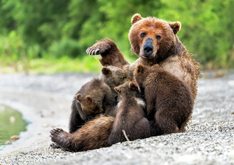 Fototapeta premium Mother bear feeds her puppies - Kamchatka, Russia