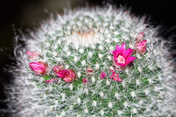 Cactus flowering