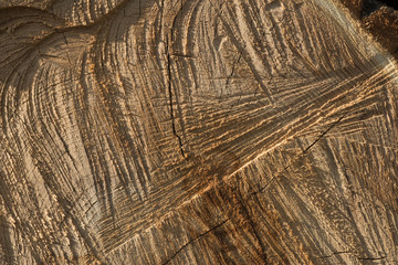cut wood texture background