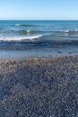 Velella velella colony scattered across a beach