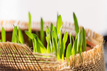 Vitamins for cats - germinated oats. Grass in the flowerpot. Germinated oats is useful for cats and...