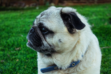 Little pug sitting in a garden