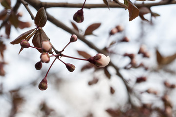 Blossom tree over nature background. Spring flowers. Spring Background