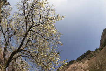 奈良の春　青空バックの桜風景