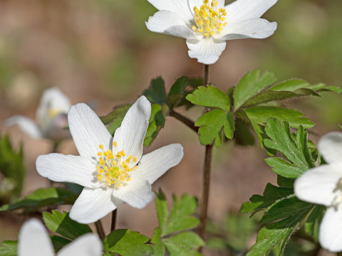 Buschwindr&ouml;schen, Anemone nemorosa
