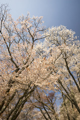 Naklejka premium 奈良の春 青空バックの桜風景