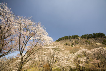 Obraz premium 奈良の春 青空バックの桜風景