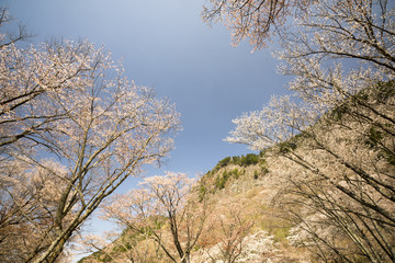 Fototapeta premium 奈良の春 青空バックの桜風景