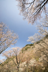 奈良の春　青空バックの桜風景