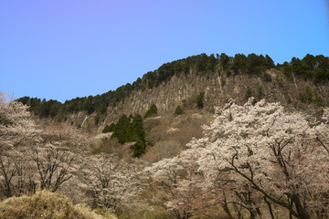 奈良の春　青空バックの桜風景