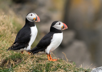 The Atlantic puffin, also known as the common puffin