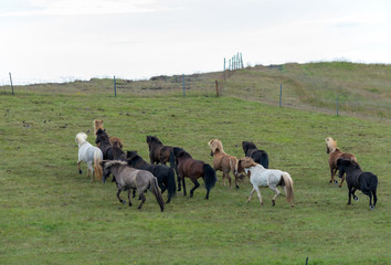 Fototapeta premium A herd of Icelandic horses in a pasture in Iceland