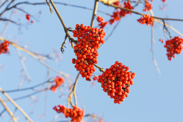 Branches of rowan with bright red berries against the blue sky background