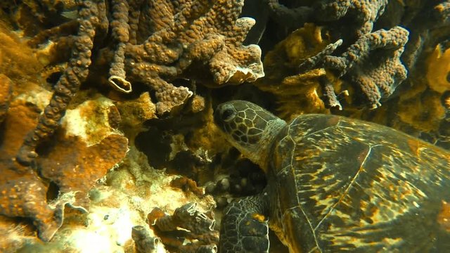 A close up underwater shot of a turtle beside the reef.