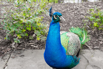 Obraz premium Peacock male looking at camera with vibrant colorful feathers plumage