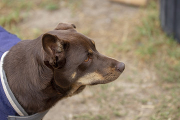 Kelpie