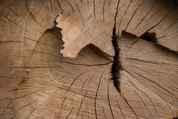 bois arbre matière texture tranche coupe scier tronc forêt bûcheron veine chêne forestier