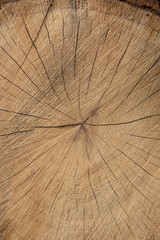 bois arbre matière texture tranche coupe scier tronc forêt bûcheron veine chêne forestier
