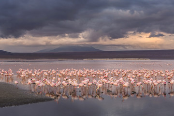 Naklejka premium Flamingos on the Colorado lagoon, Altiplano, Bolivia