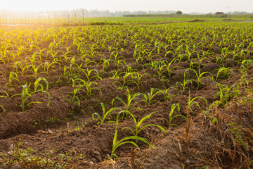 Corn Farmland