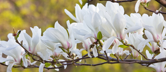 Branch with white magnolia flowers close up on a yellow background © tillottama