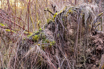 The roots of the fallen tree and thickets around