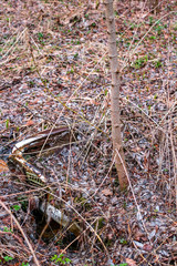 The body of an old car with a tree sprouting through it in the wild locality