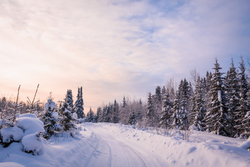 Obraz premium Road in winter forest