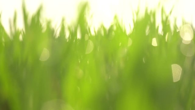 Blurred Green Grass Background With Bokeh