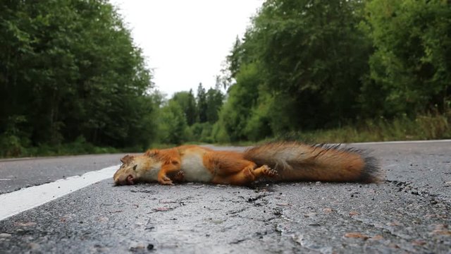 Adult squirrel hit by car on paved forest highway. Car as cause of death of many millions of mammals every year
