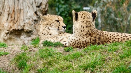 Gepard, zwei Raubkatzen liegend und Aussschau haltend 