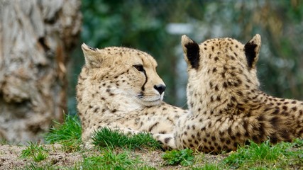 Gepard, zwei Raubkatzen liegend und Aussschau haltend 