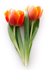 Blossoming tulips on a white background. Isolate, the concept of spring