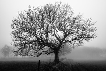 morning tree in black and white