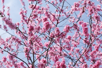 Rosa Kirschblüten auf  Baumzweigen