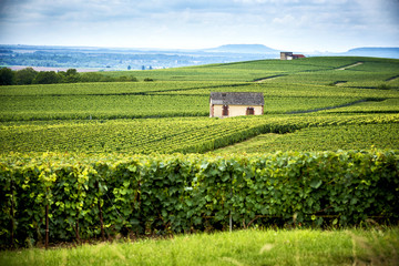 Fototapeta na wymiar Champagne, Reims. Montagne de Reims. Hills covered with vineyards. France