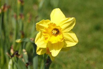 Obraz premium Gelbe Narzisse