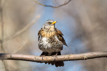 Turdus pilaris on a branch