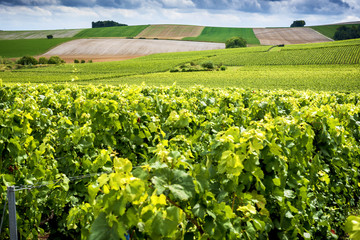Champagne, Reims. Montagne de Reims. Hills covered with vineyards. France