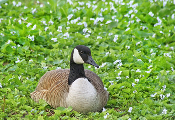 Close up of a Canada Goose laying down in field covered with tiny white flowers
