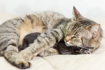 cat with her kitten sleeping and lying under the sun in an embrace