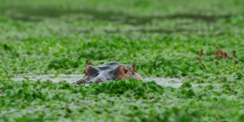 hippo in the swamp