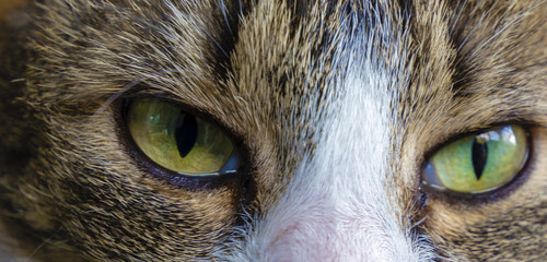 Extreme close-up of the green eyes of a cat