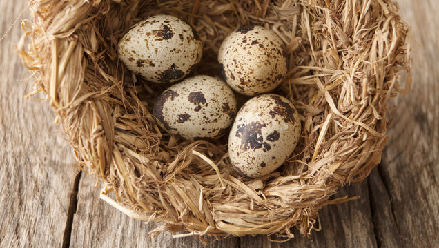 &oelig;ufs de caille dans un nid