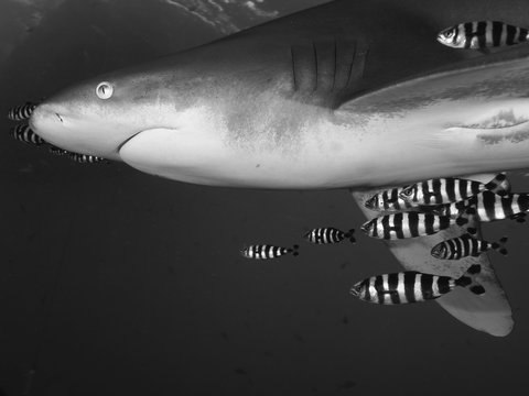 Longimanus with pilot fish Black White photo