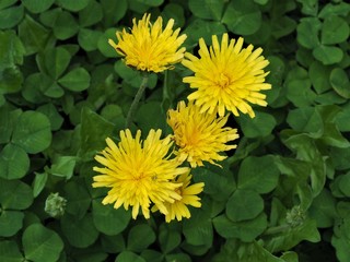 OLYMPUS DIGITAL CAMERA
タンポポ
