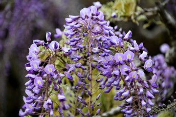 藤の花